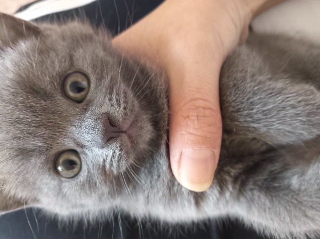 纯种英短蓝猫小猫找新家